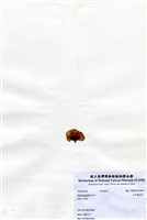 藏品(南方團扇藻)的圖片